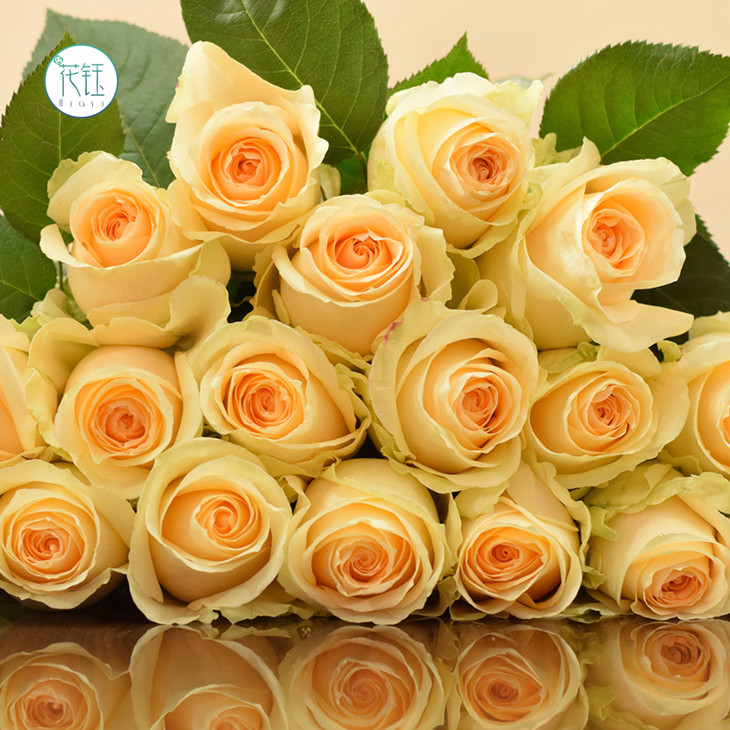 【昆明发货】昆明优质玫瑰系列-蜜桃雪山9-10枝 60cm爱必达玫瑰