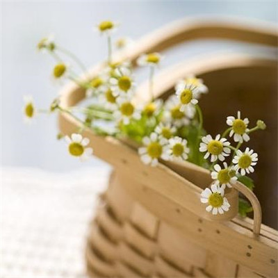 小清新唯美雏菊头像大全超有意境