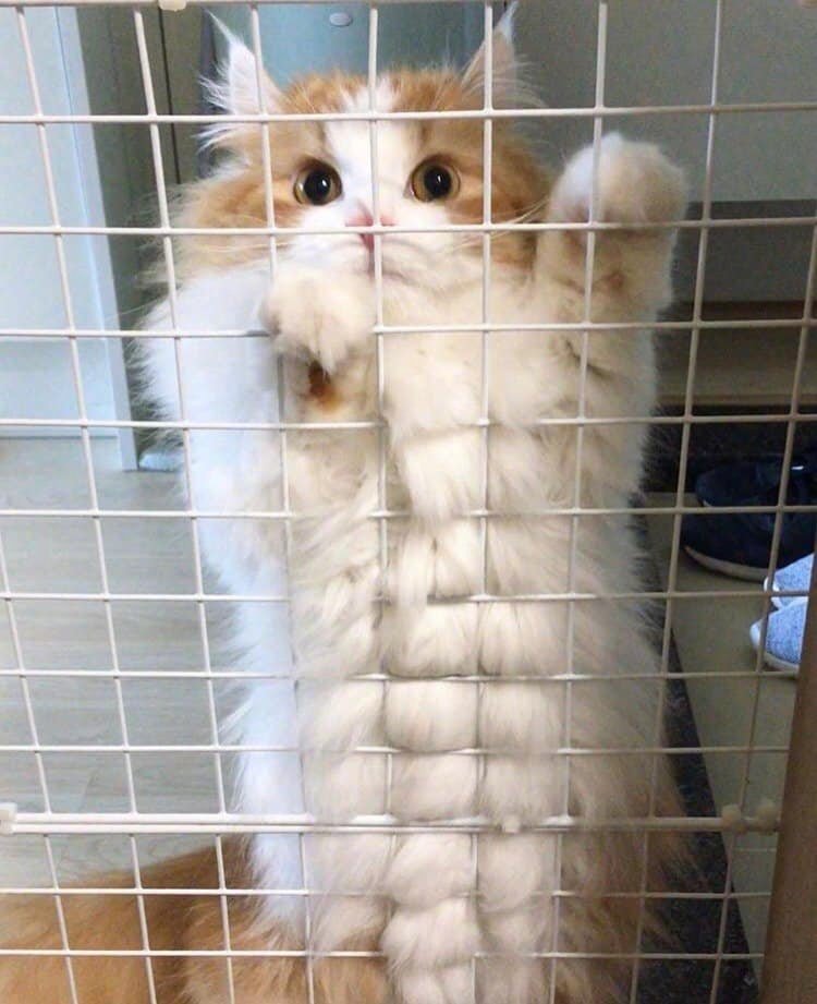 二十块腹肌的肌肉猫,这猫什么水平? zt