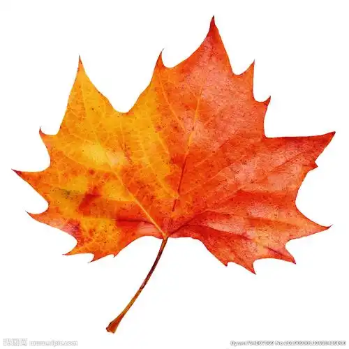 psd(cs6)颜色:rgb40共享分举报收藏立即下载×关 键 词:枫叶 枫叶图案