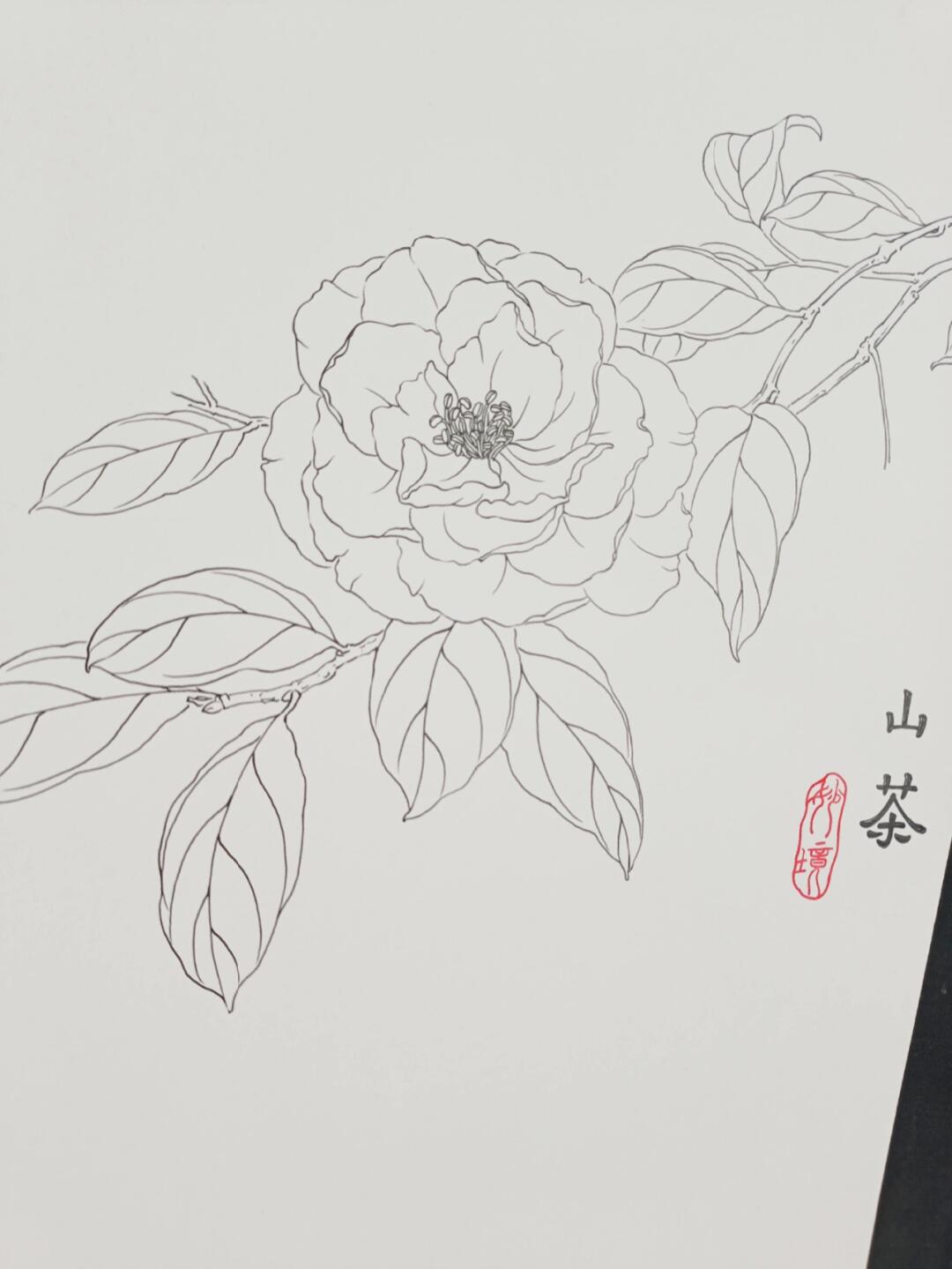 每日一画第51天山茶花