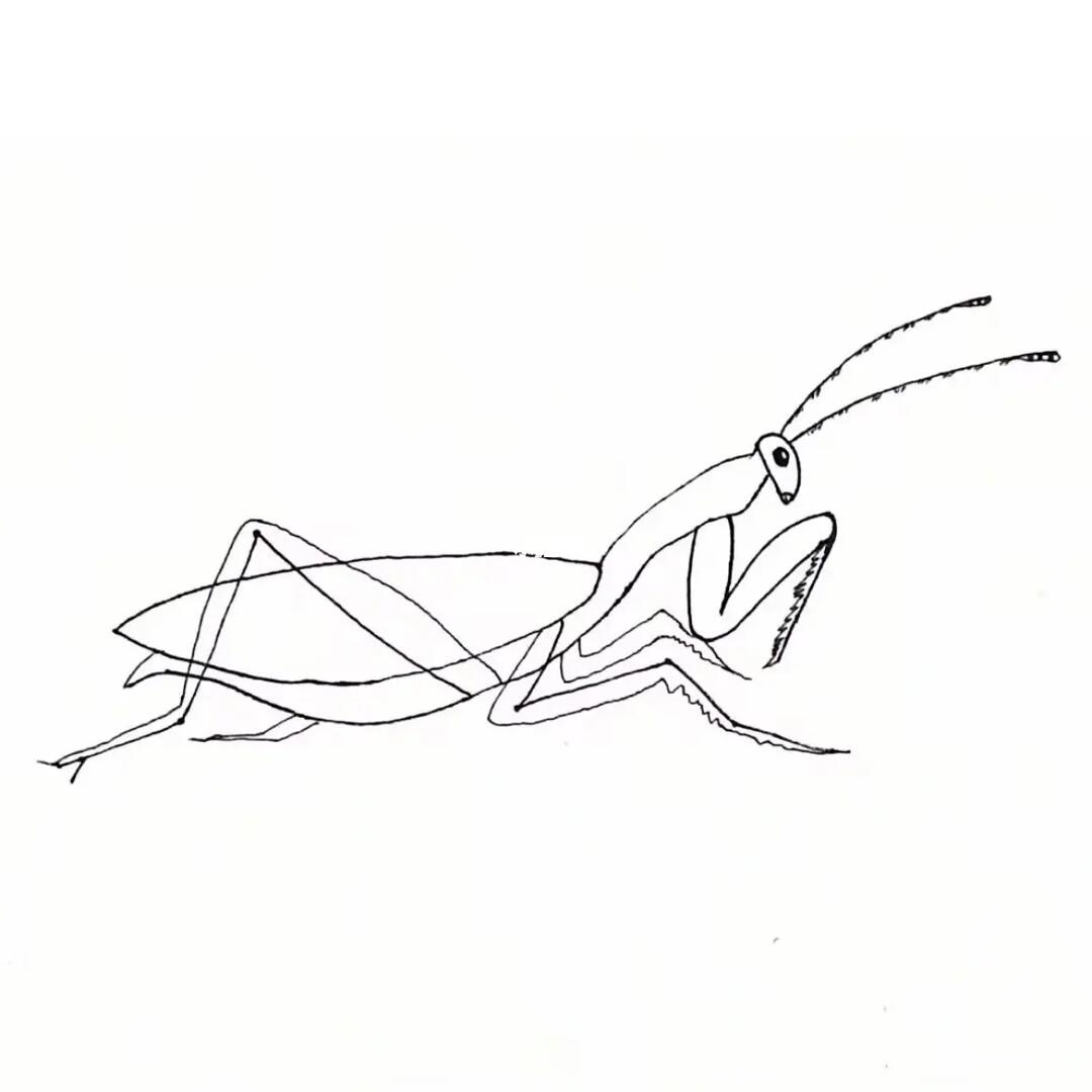 线描画螳螂