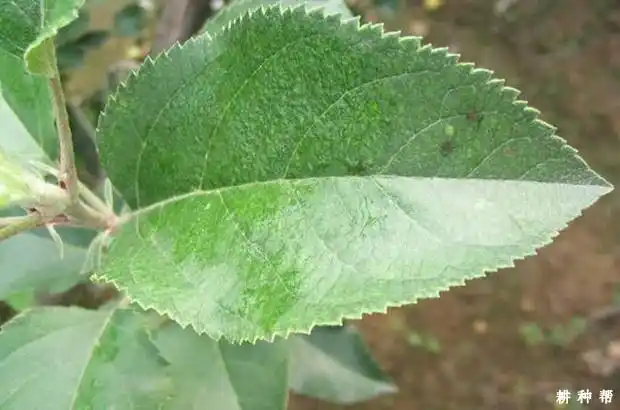 「图片」苹果树叶片的生长习性是怎么样?