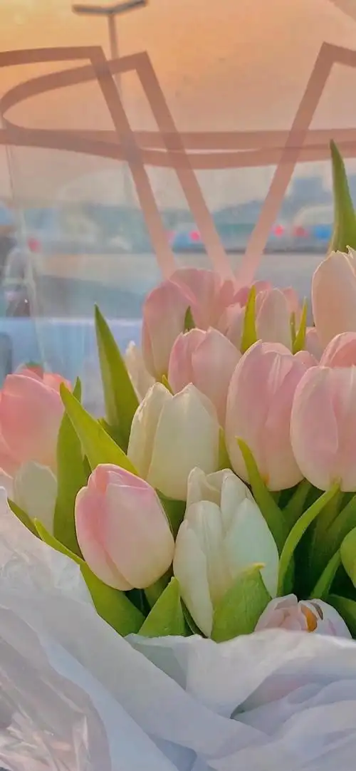 相关标签娇艳的郁金香上一图集:清新小白花ins风摄影下一图集:清新