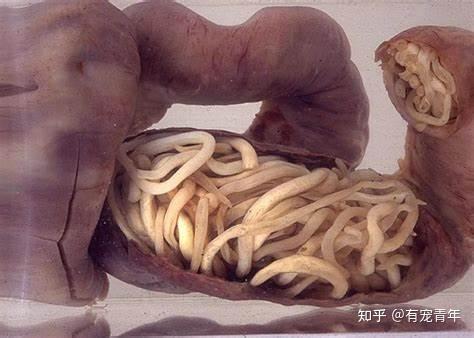 猫身上的寄生虫有很多种,一般分为体内寄生虫和体外寄生虫.1.