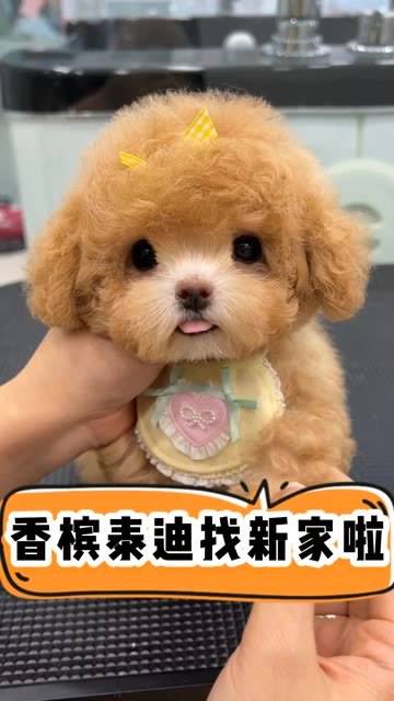 让我们一起来看看这只香槟色的泰迪,呆萌的模样真是超级可爱的