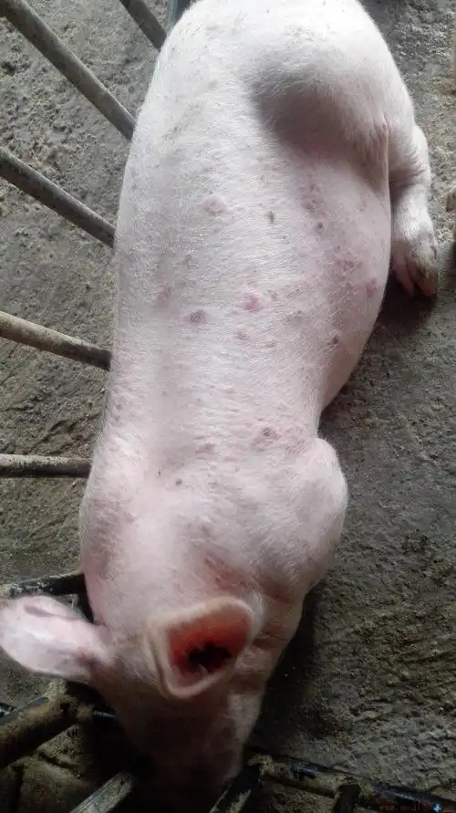养猪疾病问答猪皮肤起疙瘩