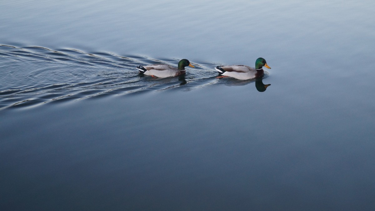 鸭子图片大全-动物壁纸-高清动物图片-第5图-娟娟壁纸