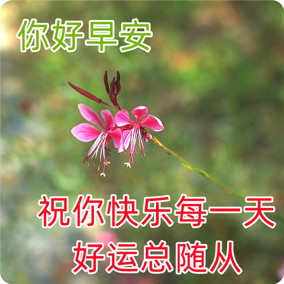 9张清新漂亮早上好图片带祝福语 漂亮的聊天问候祝福图片大全_人生