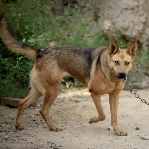 梦见狗是什么意思梦到狗咬人是什么预兆周公来告诉你凶吉