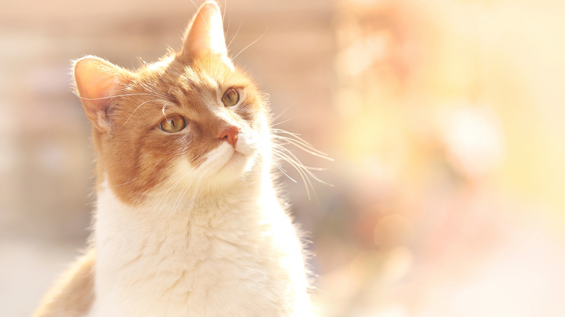 可爱的宠物猫咪高清宽屏桌面壁纸