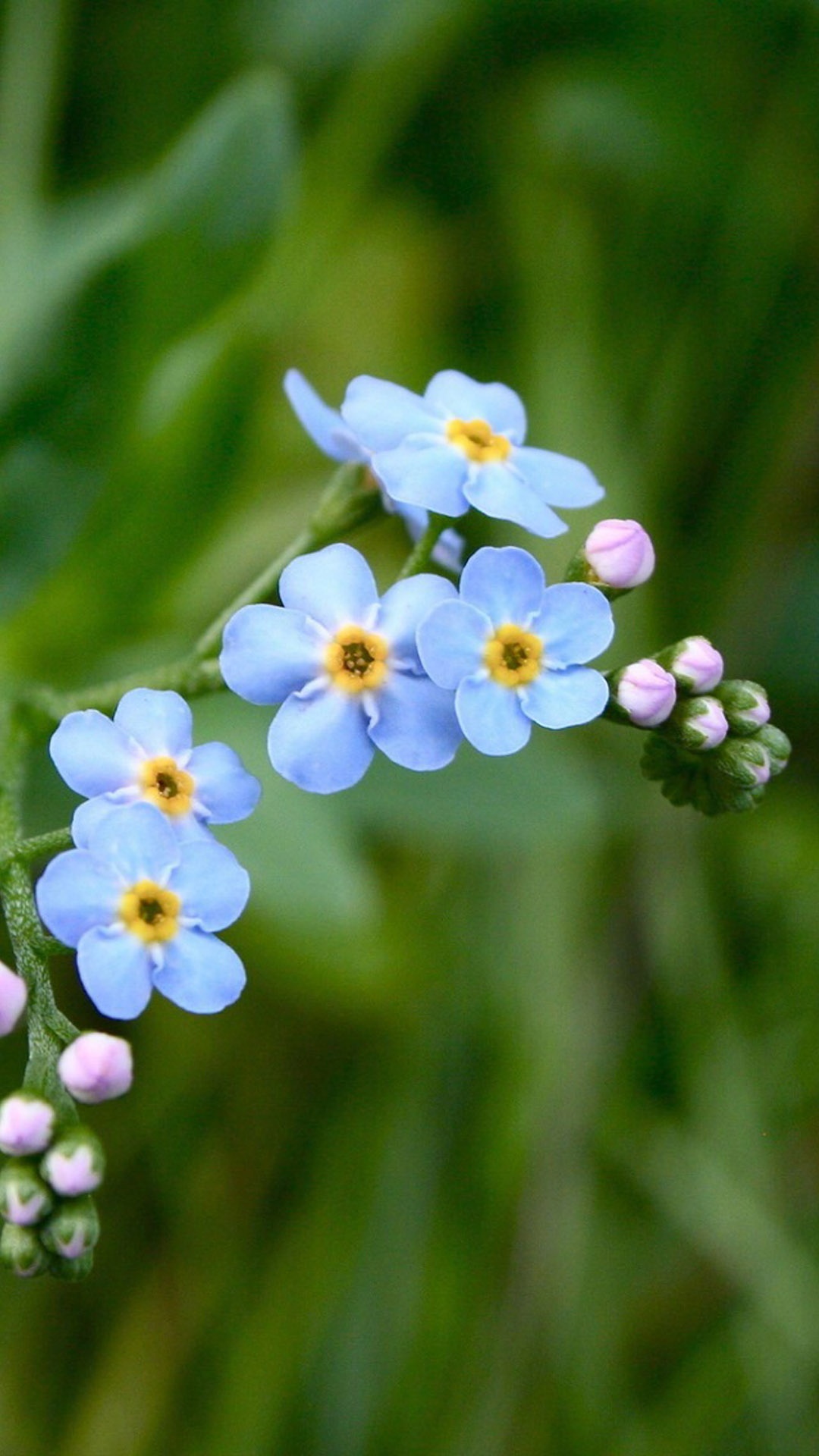 唯美小清新护眼花卉