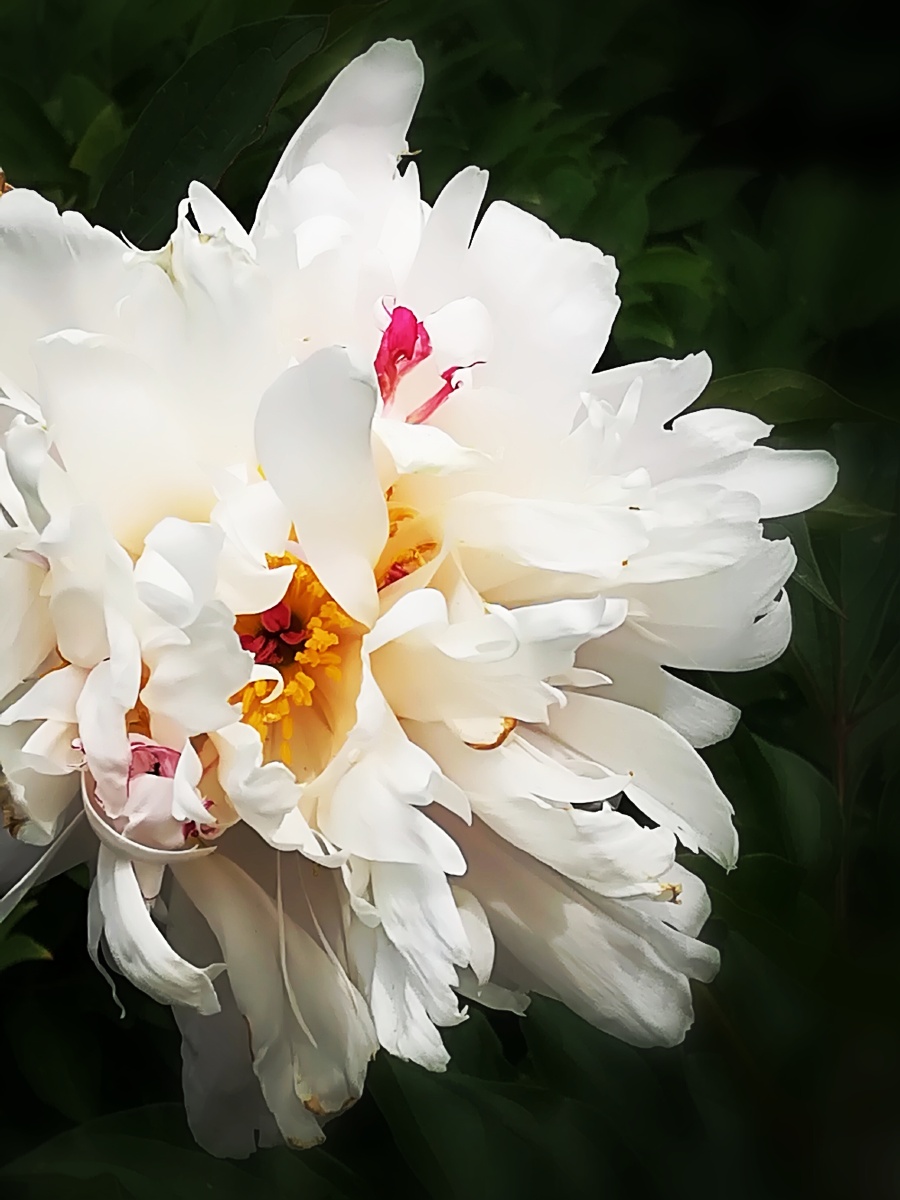 白芍药长春儿童公园