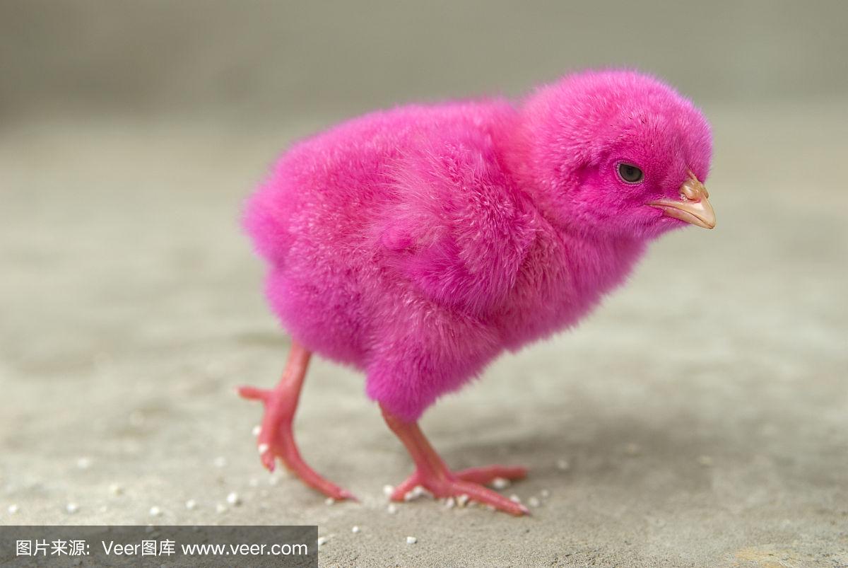 粉红色的鸡走
