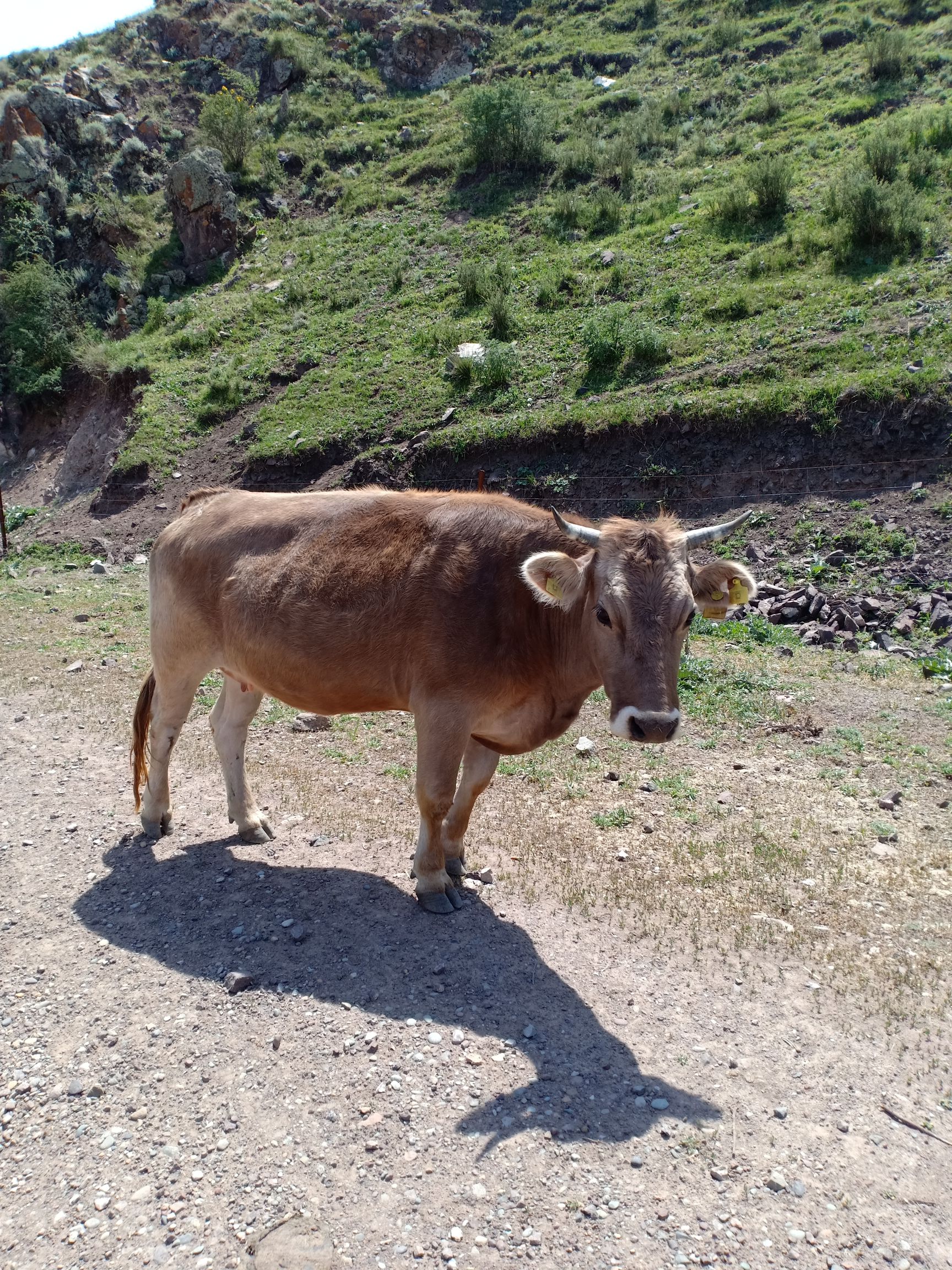 哈萨克大尾羊 尼勒克县