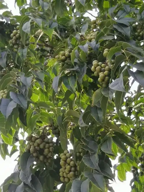 满树黄檗(东师大生命广场)