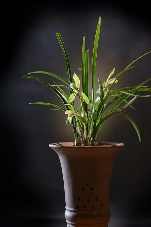 盆栽兰花的图片大全