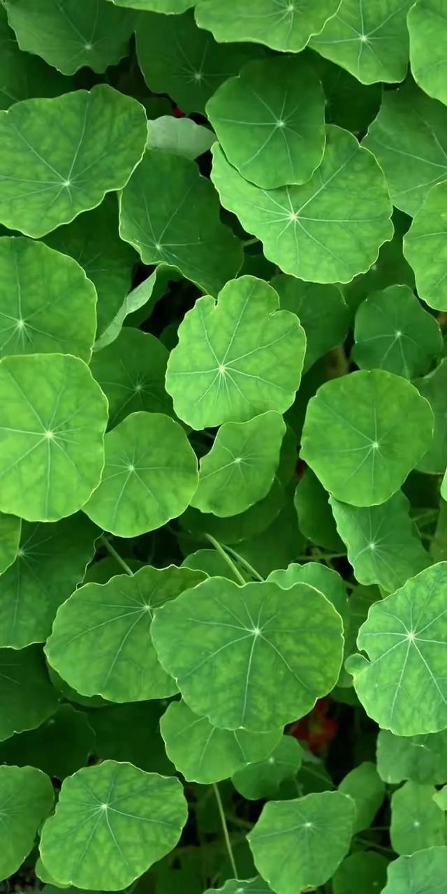 护眼屏保;1,护眼屏保;2,视觉享受;3,姹紫嫣红;4,风光无限;5,绿色养眼