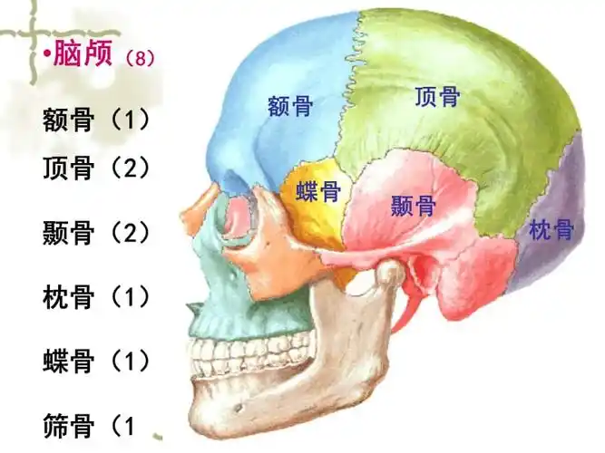 颅骨及其连结ppt