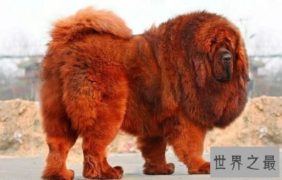 世界上最贵的狗,第一名意想不到.