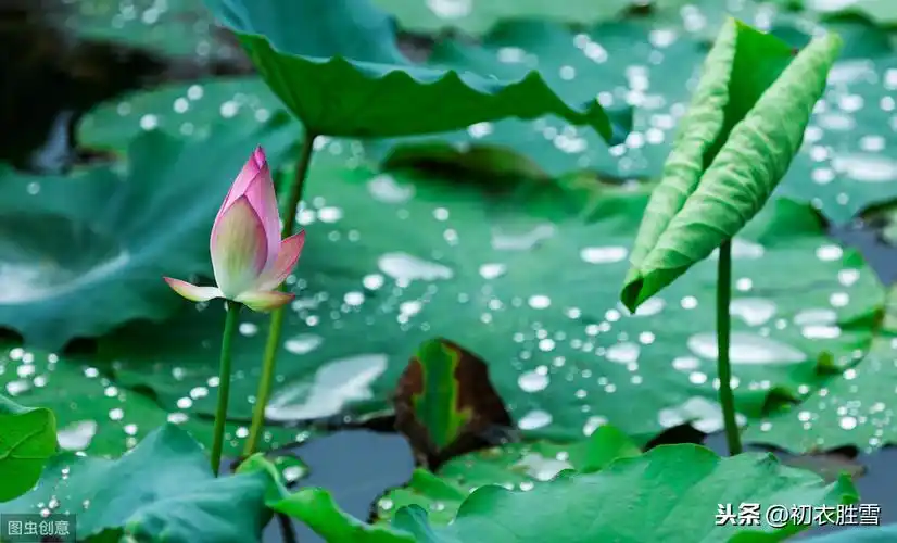 荷叶露珠美诗:盈盈荷上露,灼灼如明珠