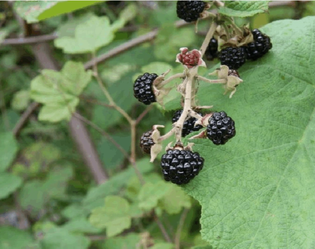 农村身边常见中草药