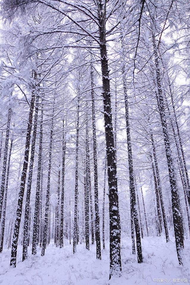 林海雪原是中国东北地区的一片自然风景区,以其壮观的雪景和丰富的