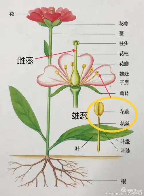 花朵的秘密生命