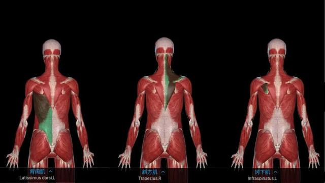 8个背部训练动作,帮你练出漂亮的"圣诞树"