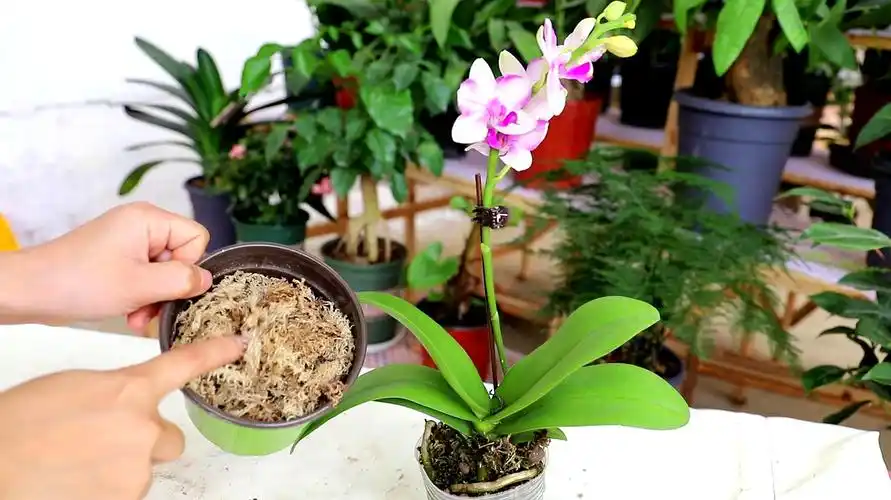 但一定不要用平常的土壤栽培  01:30  来源:好看视频-家养蝴蝶兰,牢记