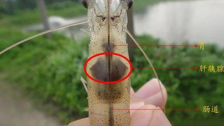 养好南美白对虾,肝胰腺必须重视!67成功转肝,是成功的开始!_肝脏