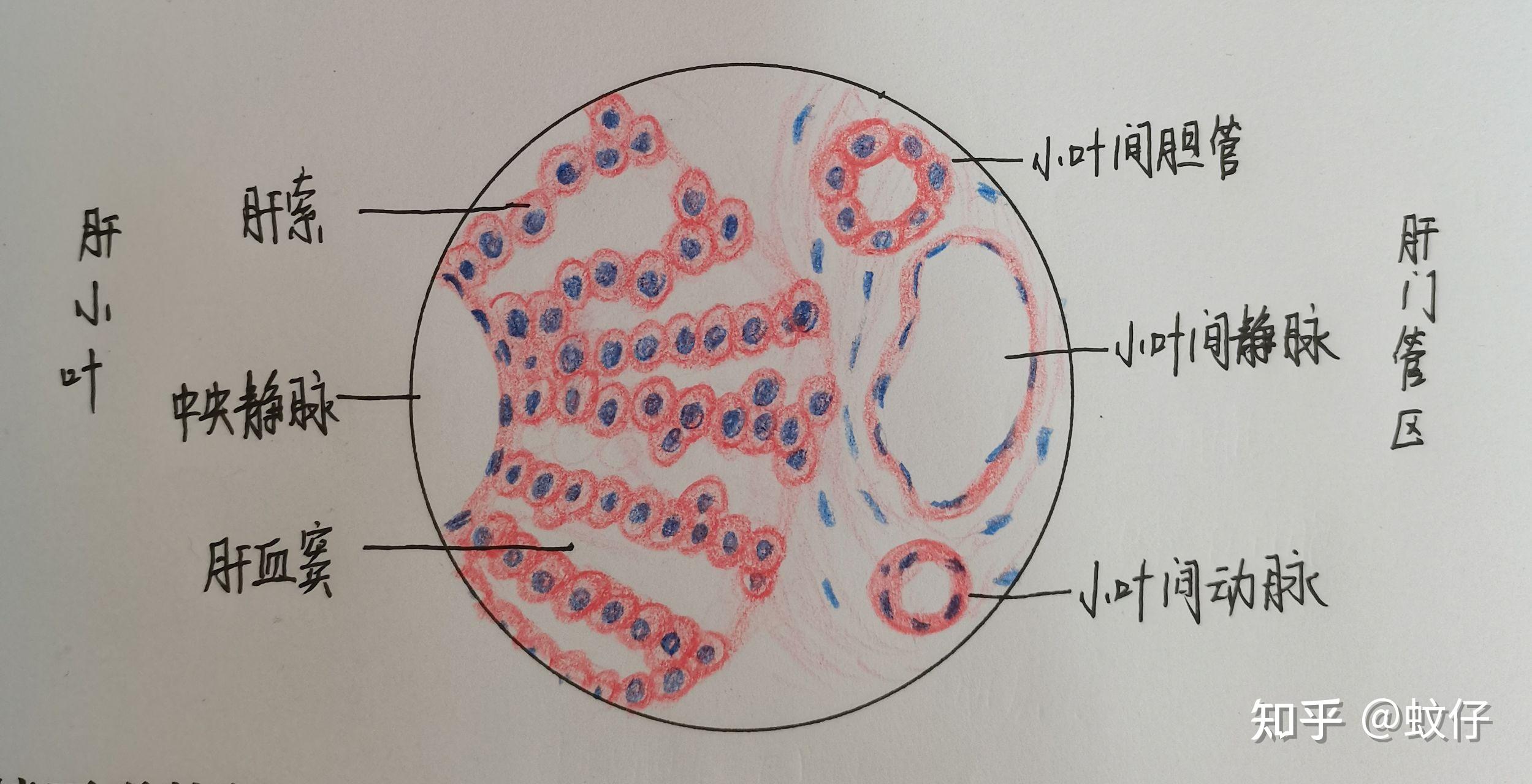 八:肾皮质九:睾丸(生精小管,睾丸间质细胞10*40)组织学与胚胎学课程