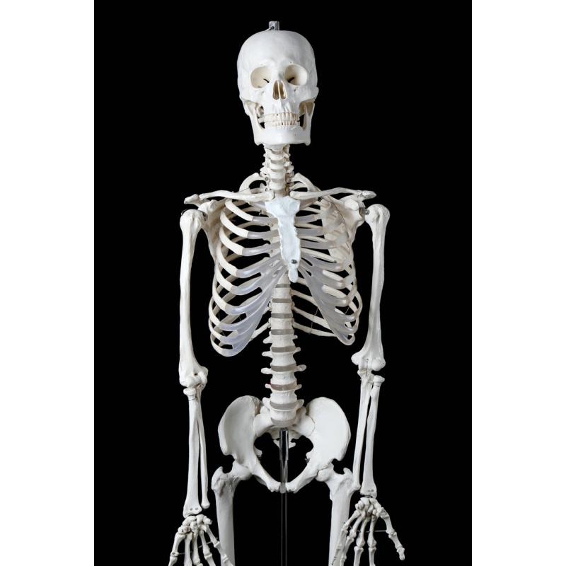 标准医学170c180人体全身骨骼模型 骷髅骨架标本脊柱摆件 180男性骨骼