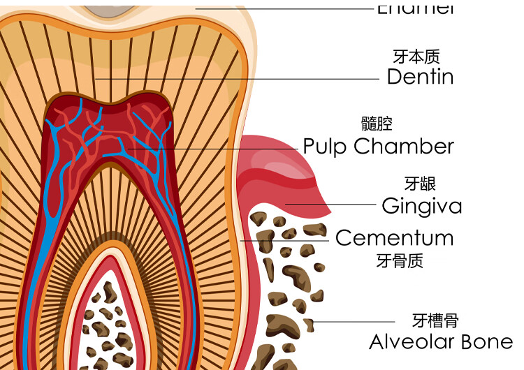 牙齿医学解剖图挂画口腔科诊所装饰画牙科墙壁画牙办公室花卉牙齿a款