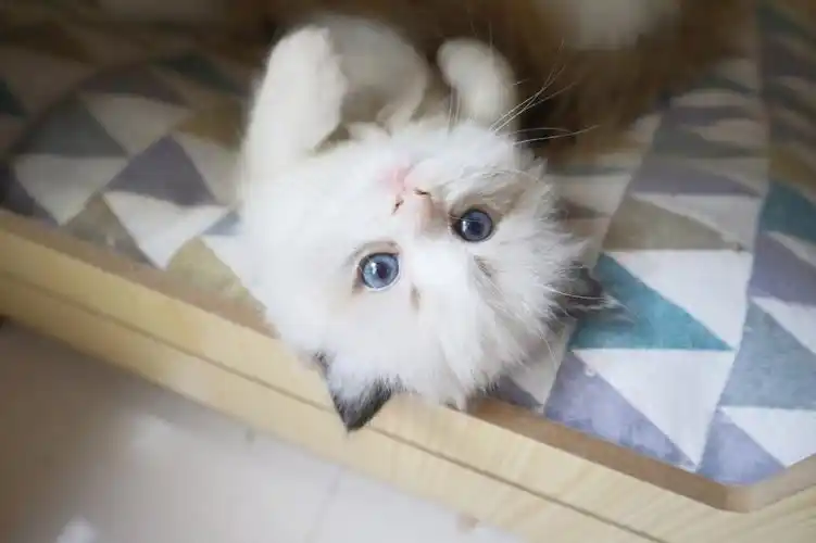 小猫咪图片可爱壁纸大全(小猫咪图片大全可爱图片大全图片 呆萌)