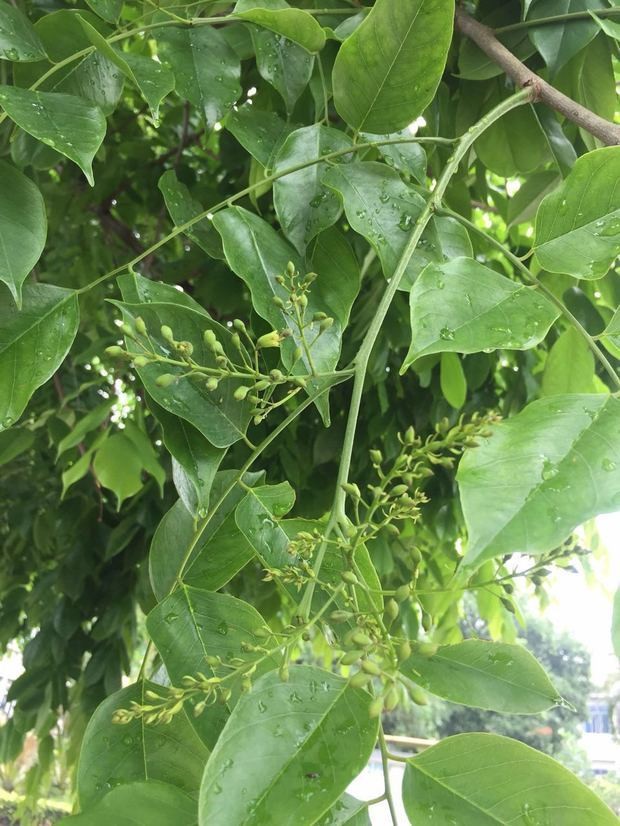 这是小叶紫檀树叶吗?_百度知道