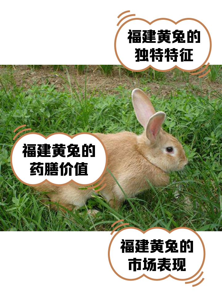 福建黄兔