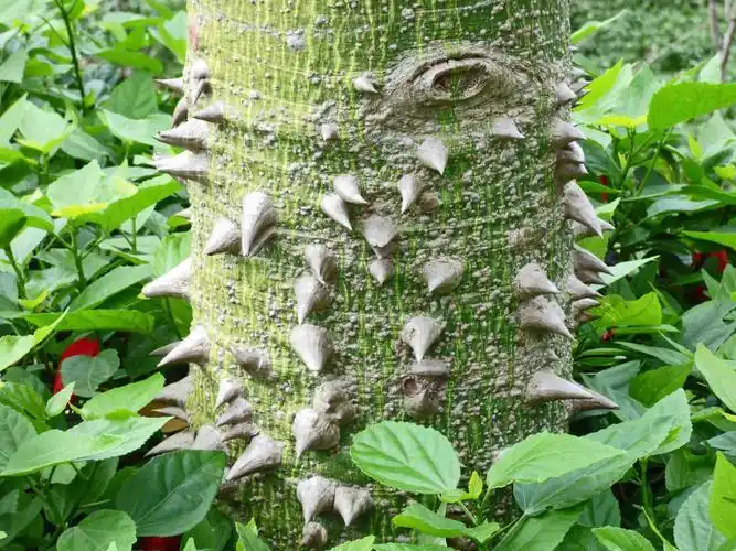 福建东山岛的南国滨海风光