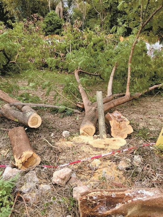 砍1株树罚1万元福田一施工单位擅自砍伐树木28株