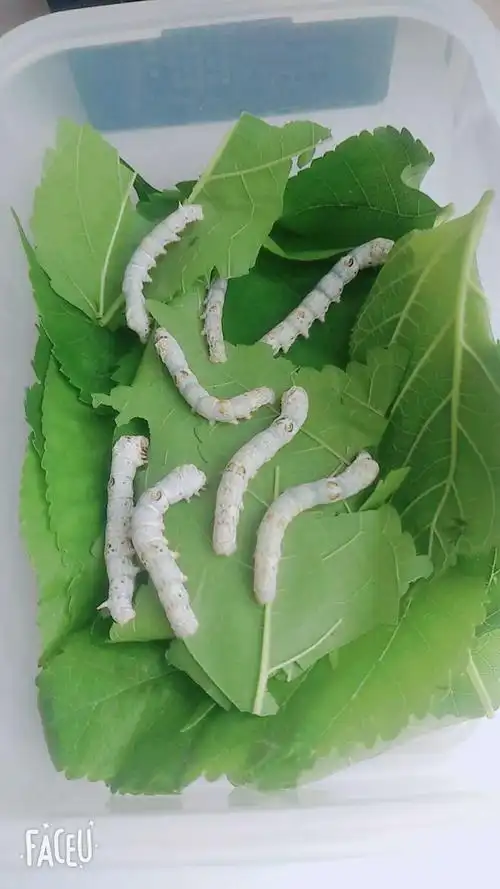 感谢陈景烨小朋友为宝贝们带来了蚕宝宝!让大家了解自然界的神奇!