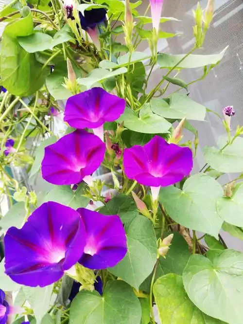 样子图片牵牛花有多少种颜色牵牛花有什么作用牵牛花有什么特点牵牛花