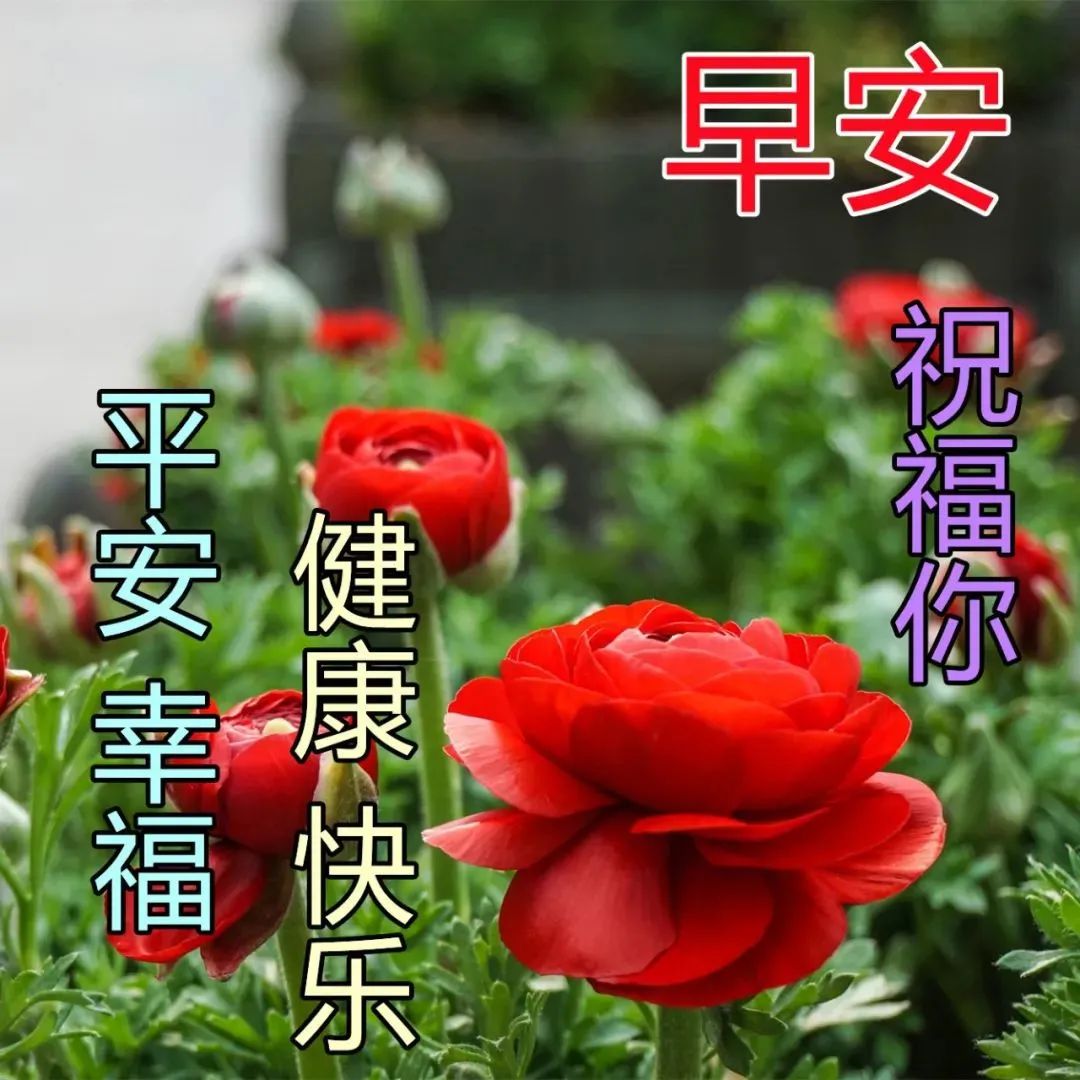 特别漂亮的唯美温馨早上问候图片 适合早上群发早上好问候语录