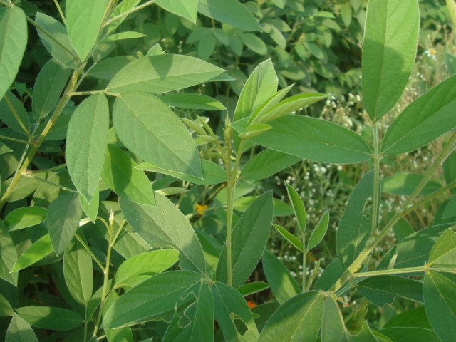 请问这种大片丛生的南方三出复叶植物叫啥