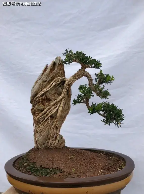 当年天价的黄杨盆景,如今为什么不值钱了?炒作的人哪去了?