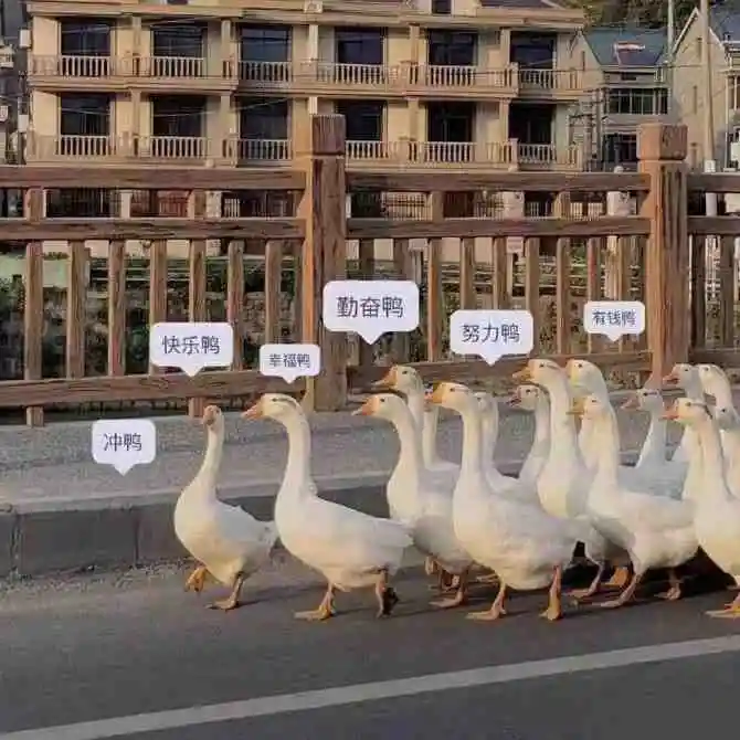 冲鸭 有钱鸭 冲鸭有钱鸭