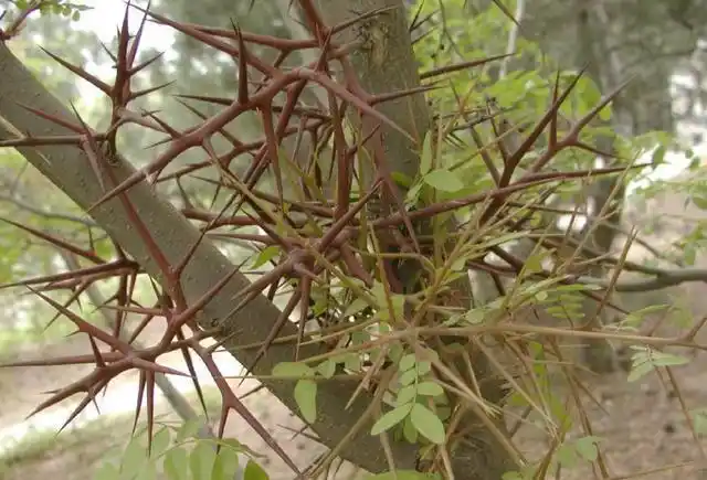农村带刺的树是什么树(这种刺树曾是农村的防贼树)(2)