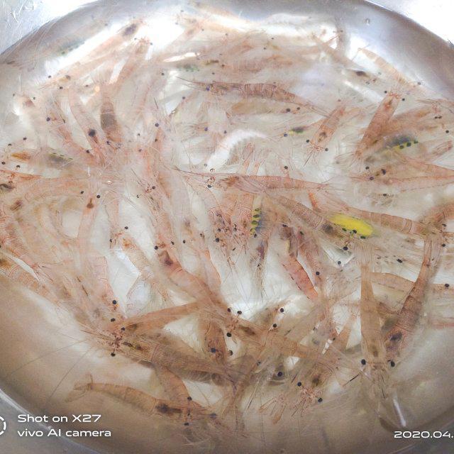 第1步,白米虾洗干净备用!新鲜的活虾.