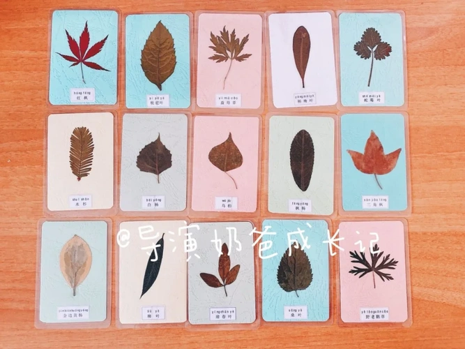 秋天去户外玩儿树叶,效果胜过任何早教班啊