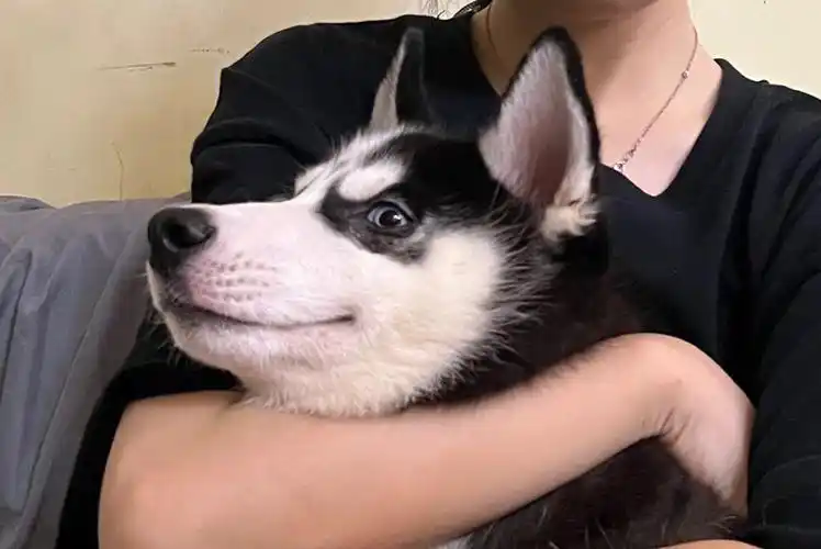 得意的笑一副狡诈的样子