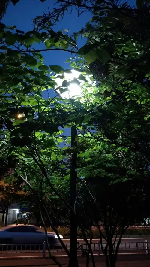 夜晚 树 灯光